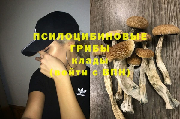 прущие грибы Горно-Алтайск